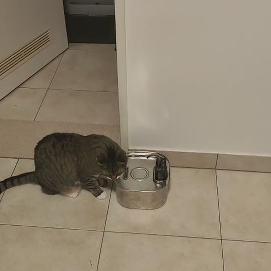 Virovo PureFlow 3,2 liter - echte demonstratie met kat, 12 seconden
